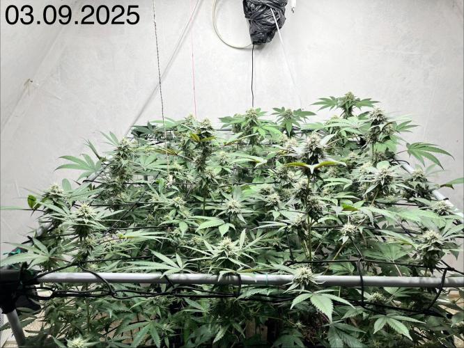 Barney‘s 4 Strain Grow 2025. Week 21