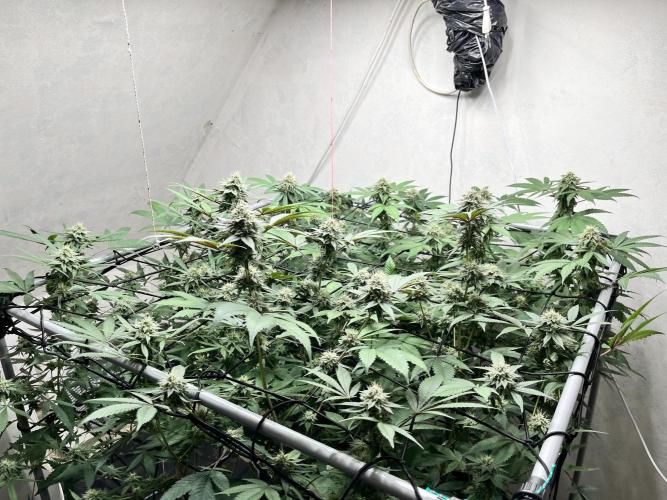 Barney‘s 4 Strain Grow 2025. Week 21