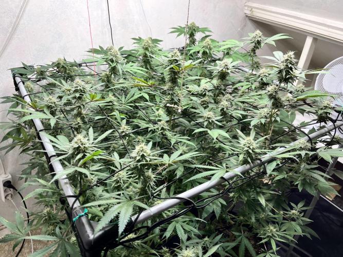 Barney‘s 4 Strain Grow 2025. Week 21