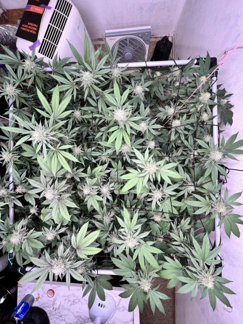 Barney‘s 4 Strain Grow 2025. Week 21
