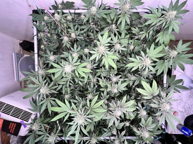 Barney‘s 4 Strain Grow 2025. Week 21