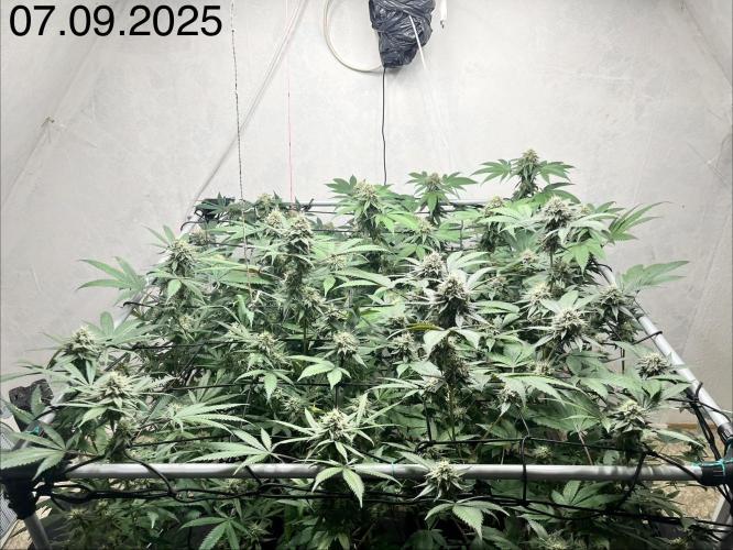 Barney‘s 4 Strain Grow 2025. Week 22