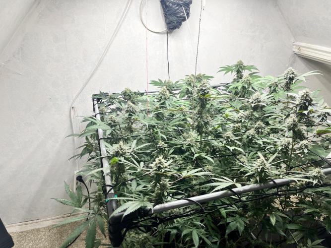 Barney‘s 4 Strain Grow 2025. Week 22