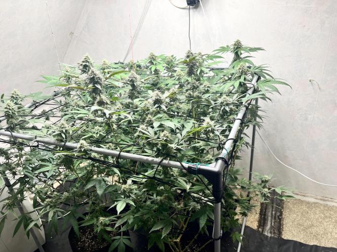 Barney‘s 4 Strain Grow 2025. Week 22