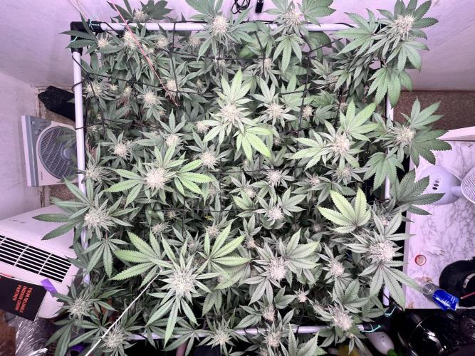 Barney‘s 4 Strain Grow 2025. Week 22