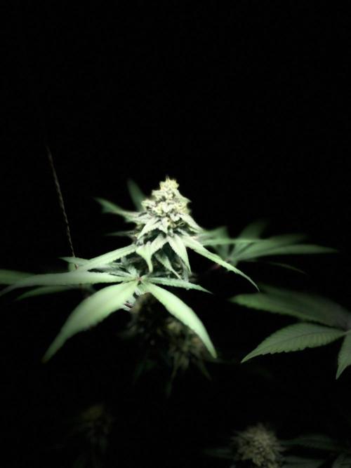 Barney‘s 4 Strain Grow 2025. Week 22
