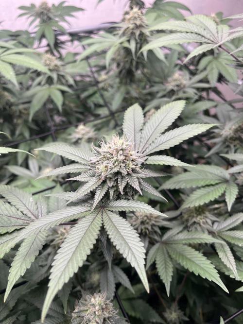Barney‘s 4 Strain Grow 2025. Week 22