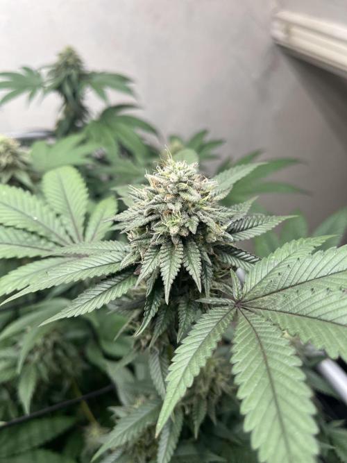 Barney‘s 4 Strain Grow 2025. Week 22