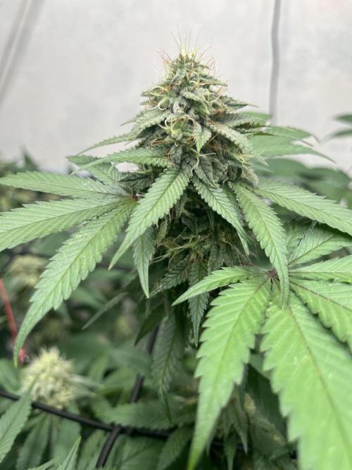 Barney‘s 4 Strain Grow 2025. Week 22