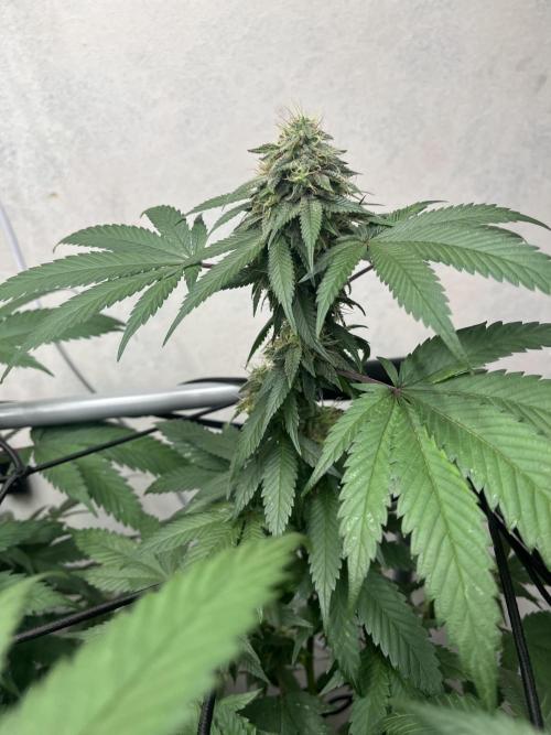 Barney‘s 4 Strain Grow 2025. Week 22