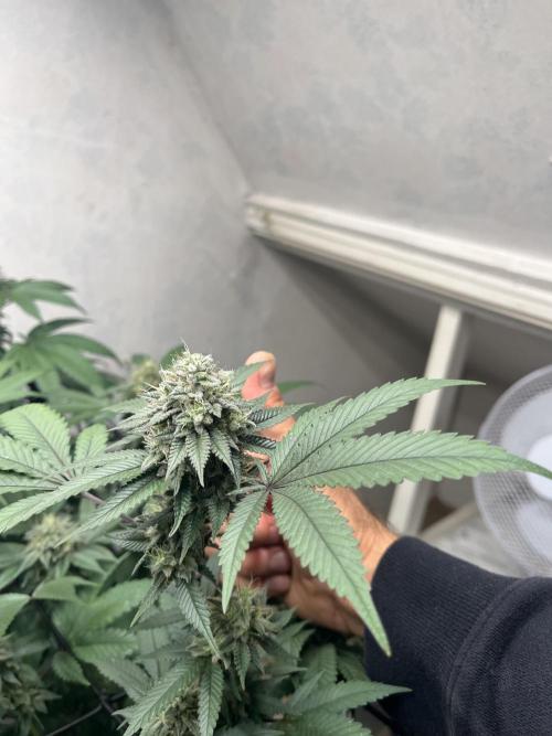 Barney‘s 4 Strain Grow 2025. Week 22