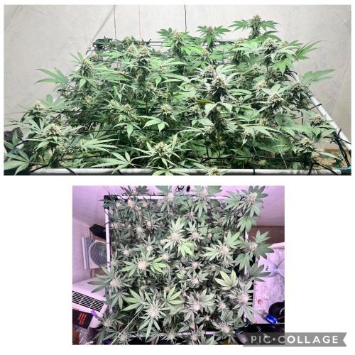 Barney‘s 4 Strain Grow 2025. Week 22