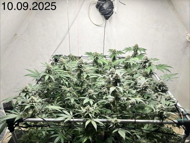 Barney‘s 4 Strain Grow 2025. Week 22