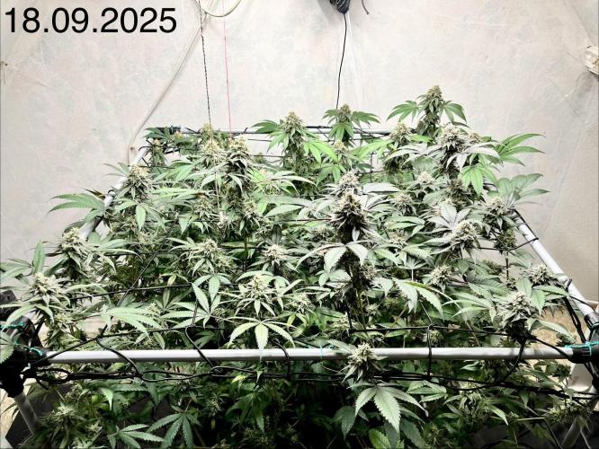 Barney‘s 4 Strain Grow 2025. Week 23