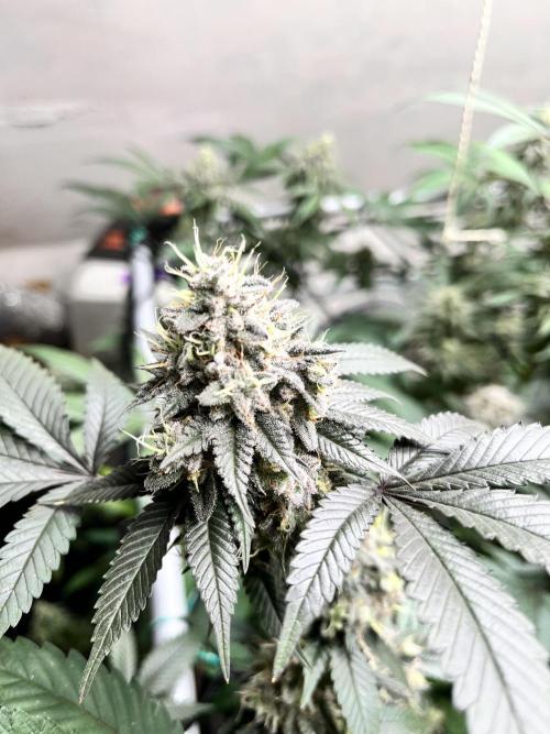 Barney‘s 4 Strain Grow 2025. Week 23