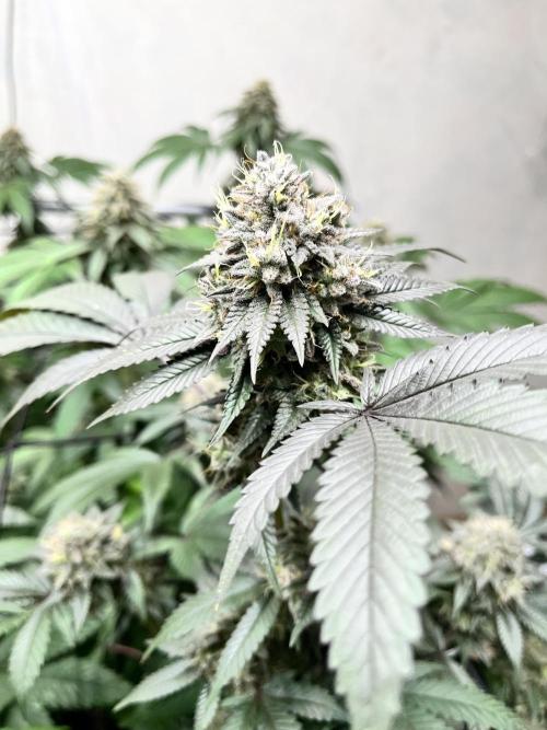 Barney‘s 4 Strain Grow 2025. Week 23