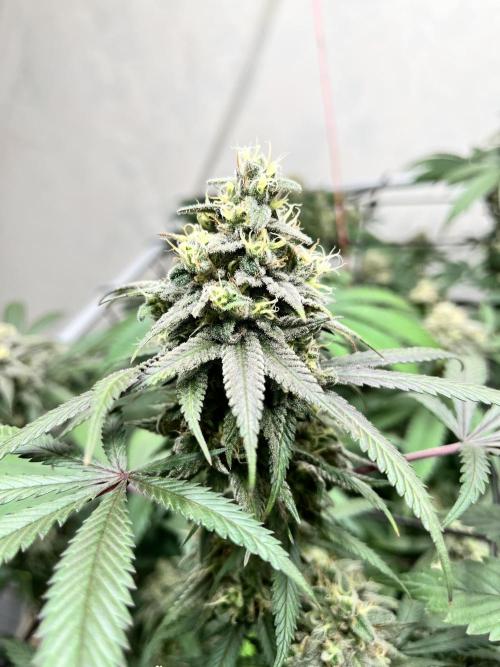 Barney‘s 4 Strain Grow 2025. Week 23