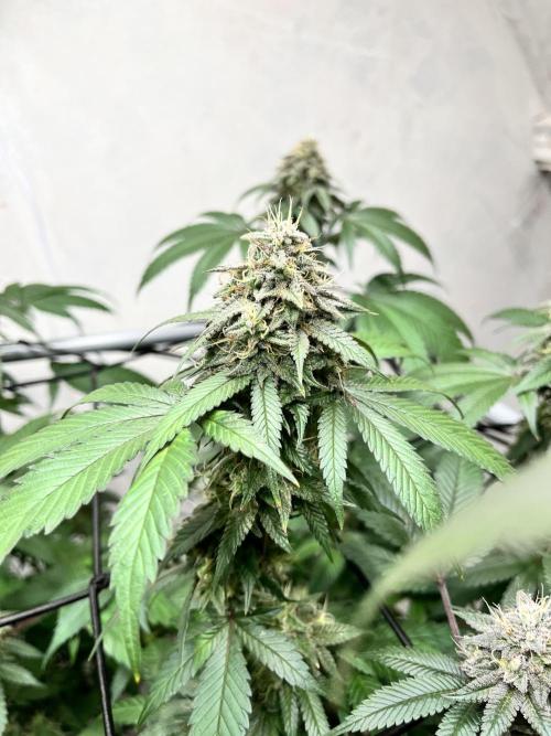 Barney‘s 4 Strain Grow 2025. Week 23
