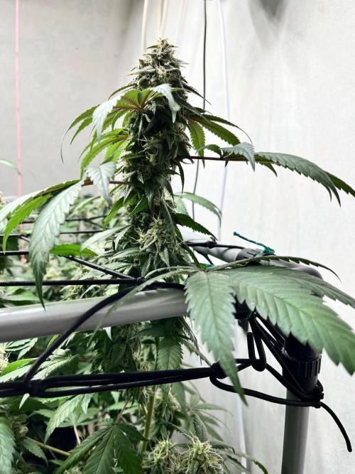 Barney‘s 4 Strain Grow 2025. Week 23