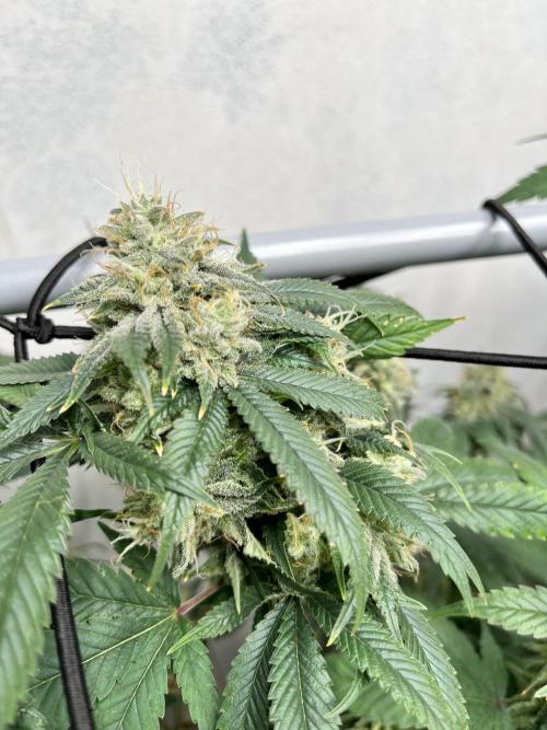 Barney‘s 4 Strain Grow 2025. Week 23