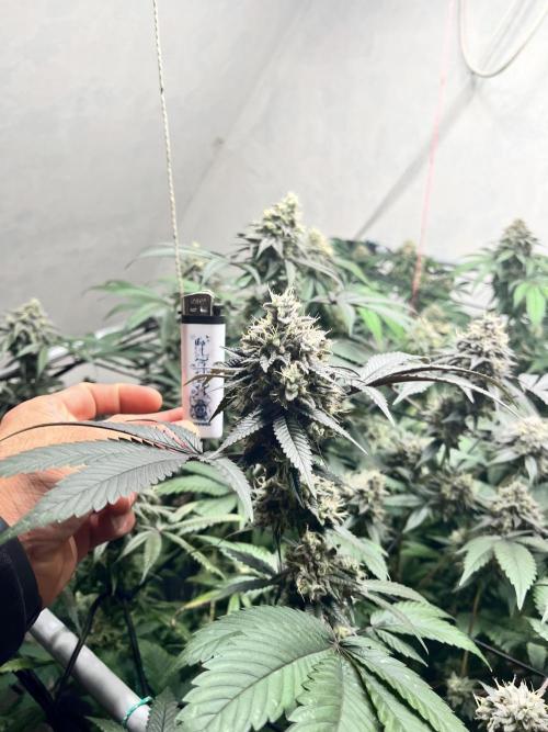 Barney‘s 4 Strain Grow 2025. Week 23