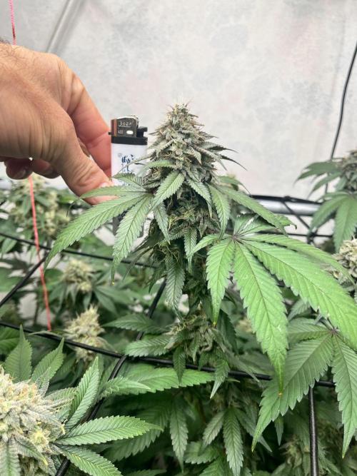 Barney‘s 4 Strain Grow 2025. Week 23