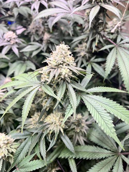 Barney‘s 4 Strain Grow 2025. Week 23
