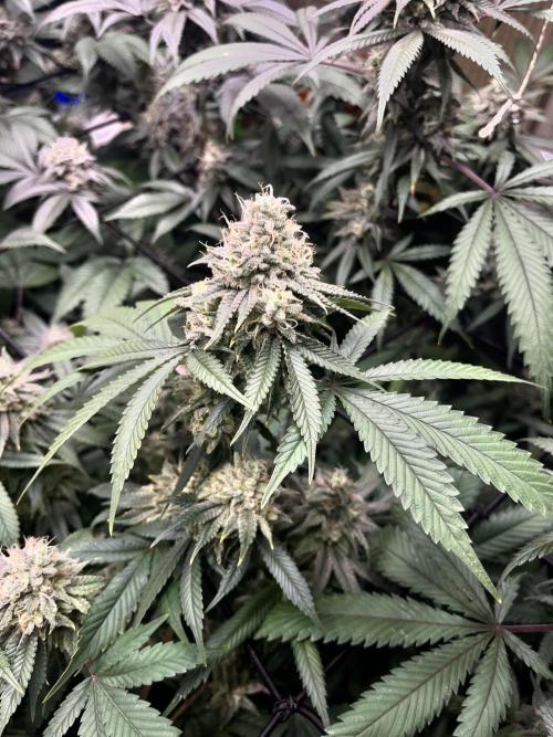 Barney‘s 4 Strain Grow 2025. Week 23