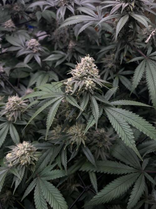 Barney‘s 4 Strain Grow 2025. Week 23