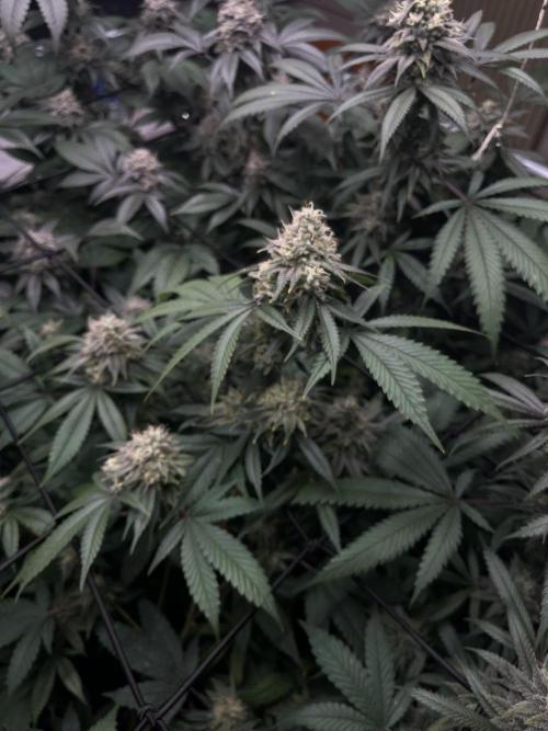 Barney‘s 4 Strain Grow 2025. Week 23