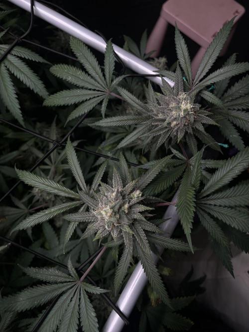Barney‘s 4 Strain Grow 2025. Week 23