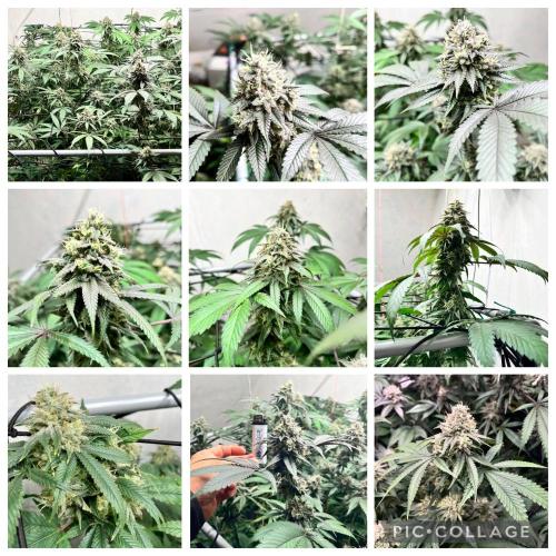 Barney‘s 4 Strain Grow 2025. Week 23