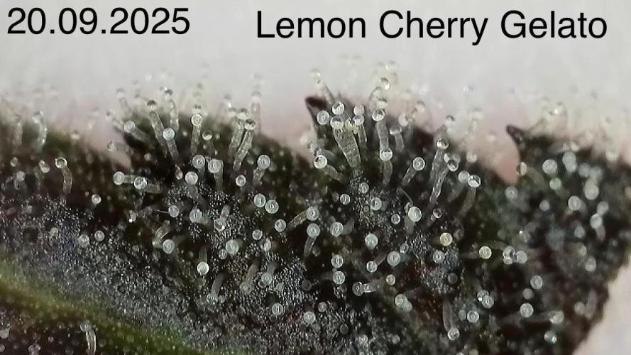 Barney‘s 4 Strain Grow 2025. Week 23