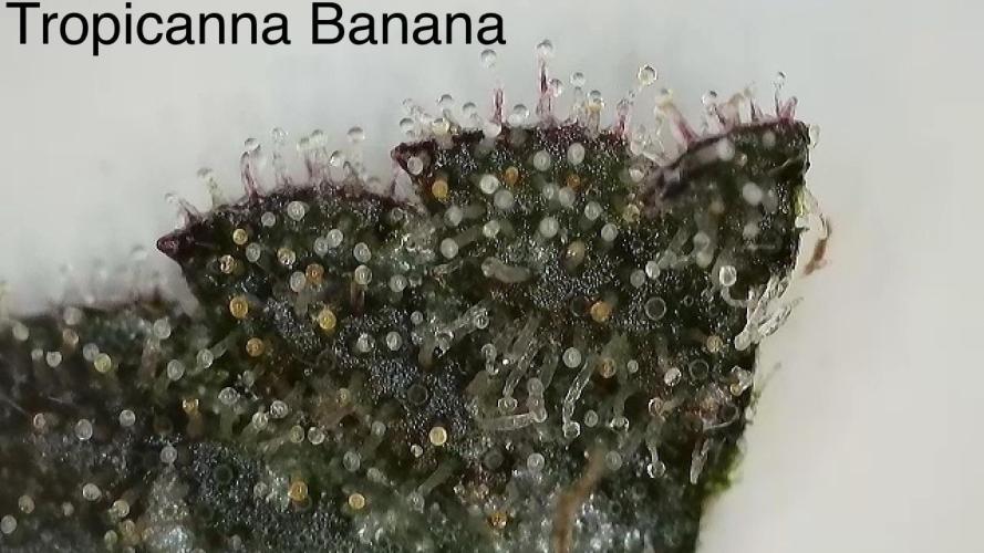 Barney‘s 4 Strain Grow 2025. Week 23