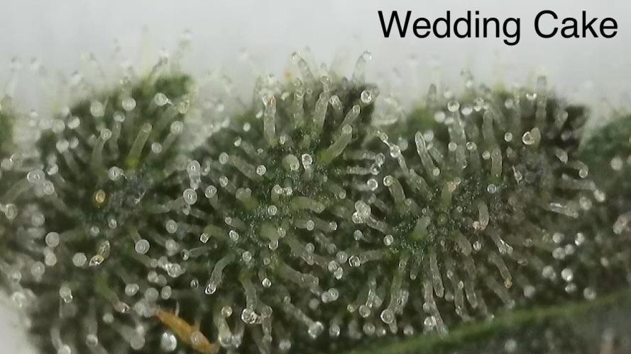 Barney‘s 4 Strain Grow 2025. Week 23