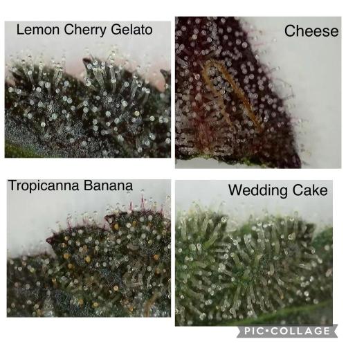 Barney‘s 4 Strain Grow 2025. Week 23