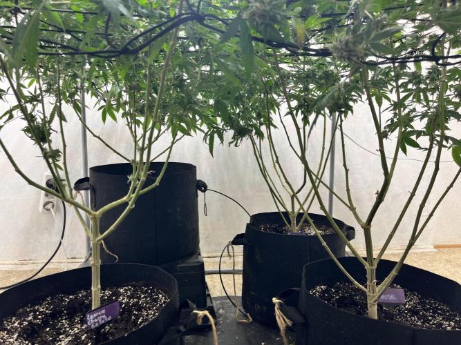 Barney‘s 4 Strain Grow 2025. Week 23