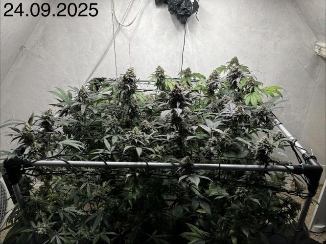 Barney‘s 4 Strain Grow 2025. Week 24