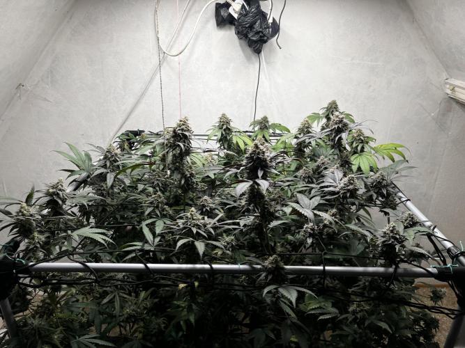 Barney‘s 4 Strain Grow 2025. Week 24