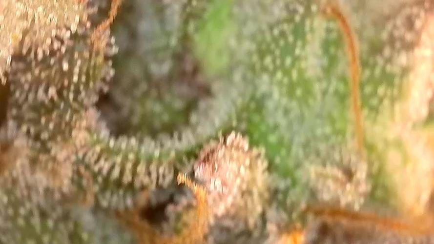 Barney‘s 4 Strain Grow 2025. Week 24