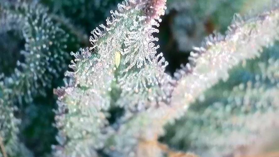 Barney‘s 4 Strain Grow 2025. Week 24