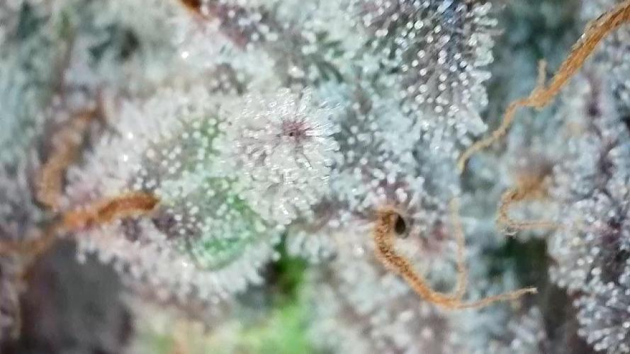 Barney‘s 4 Strain Grow 2025. Week 24