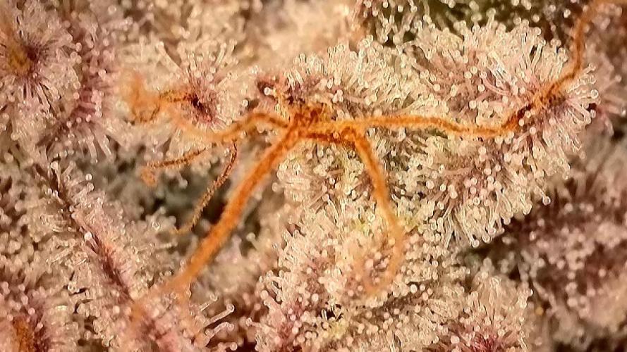 Barney‘s 4 Strain Grow 2025. Week 24