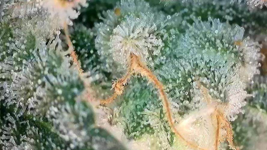 Barney‘s 4 Strain Grow 2025. Week 24