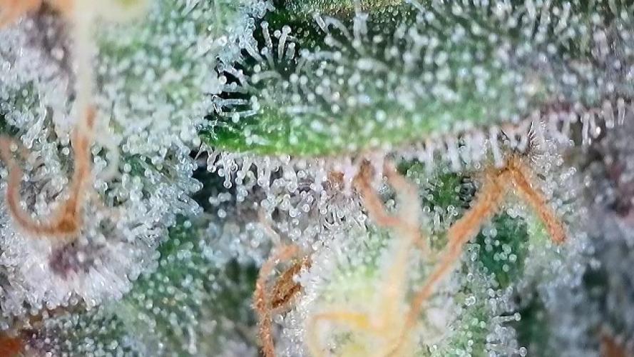 Barney‘s 4 Strain Grow 2025. Week 24