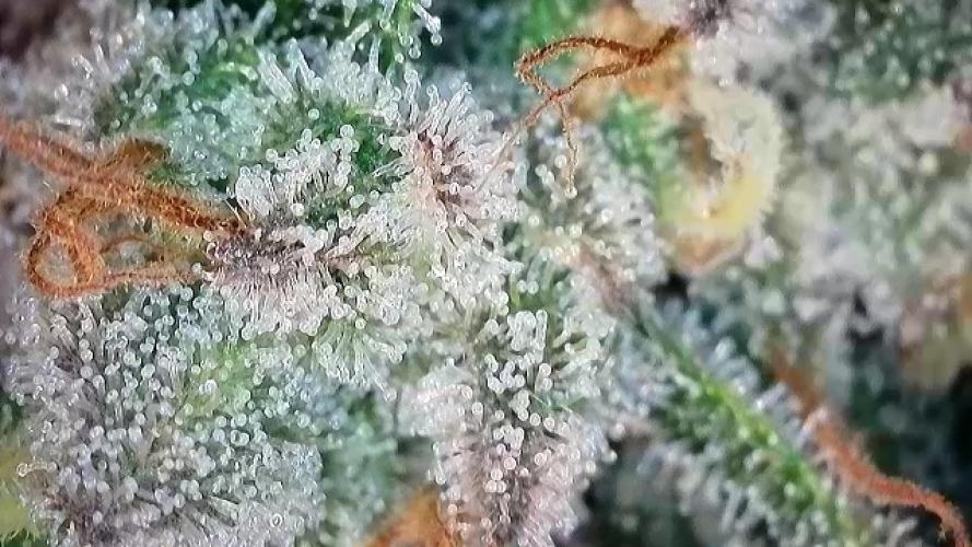 Barney‘s 4 Strain Grow 2025. Week 24