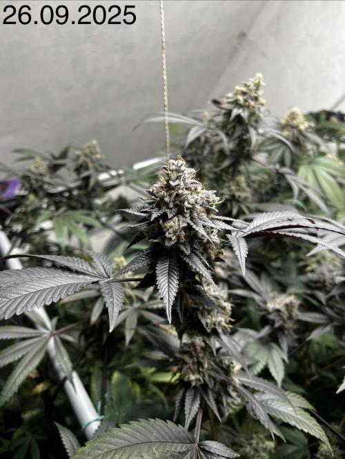 Barney‘s 4 Strain Grow 2025. Week 24