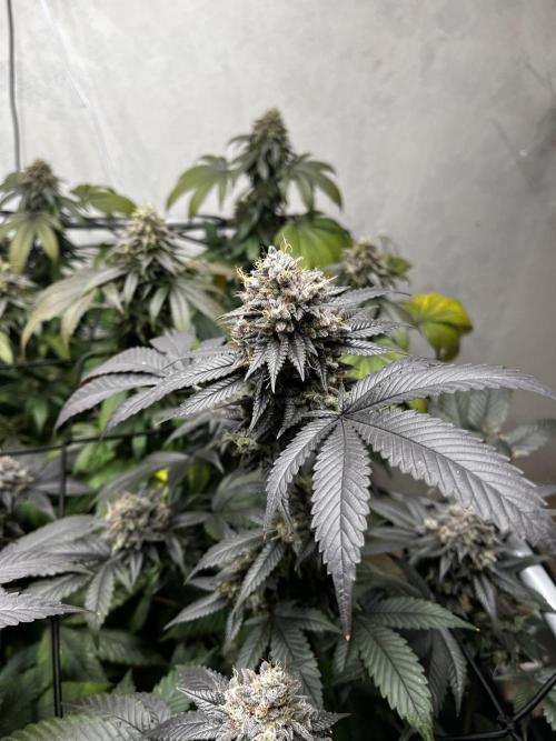Barney‘s 4 Strain Grow 2025. Week 24