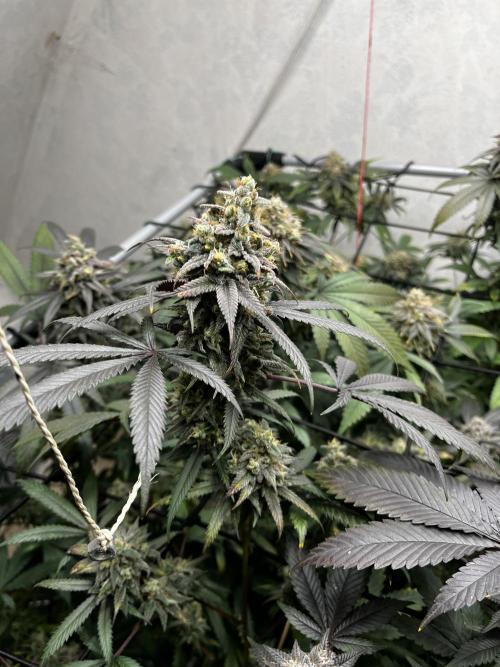 Barney‘s 4 Strain Grow 2025. Week 24