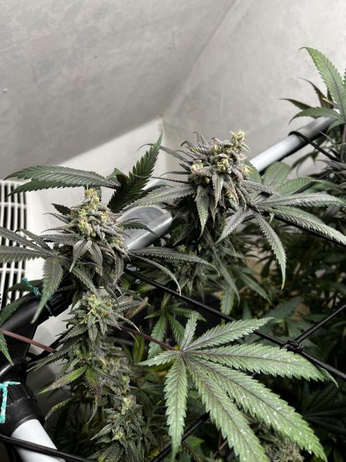 Barney‘s 4 Strain Grow 2025. Week 24